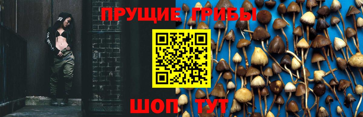 Псилоцибиновые грибы Psilocybe Курчатов